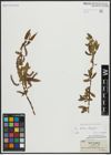 Foto von Salix alba L. x Salix fragilis L.
